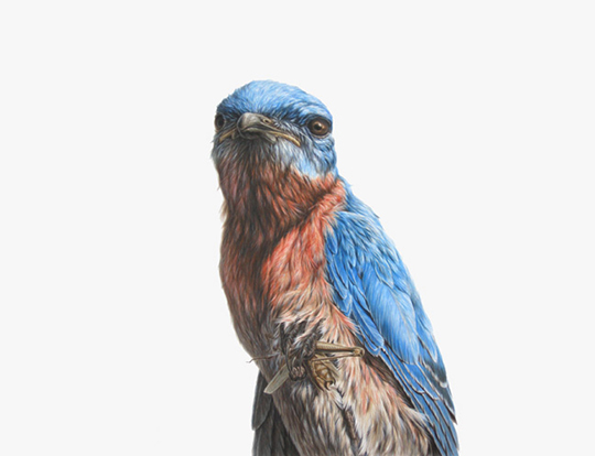 Bluebird, Ink on paper, 38″X50″, 2009
