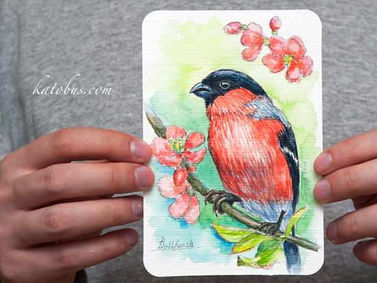 bullfinch1