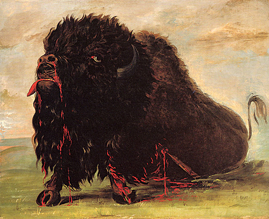 Dying buffalo, shot with arrow. Dramatic end of an individual bison foreshadowed events to come for both the immense buffalo herds and native Americans of the Great Plains. George Catlin, 1832-33, oil.