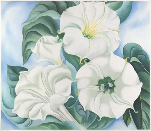 Jimson Weed