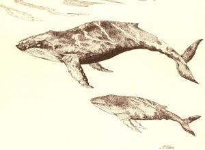 mom-card-whales