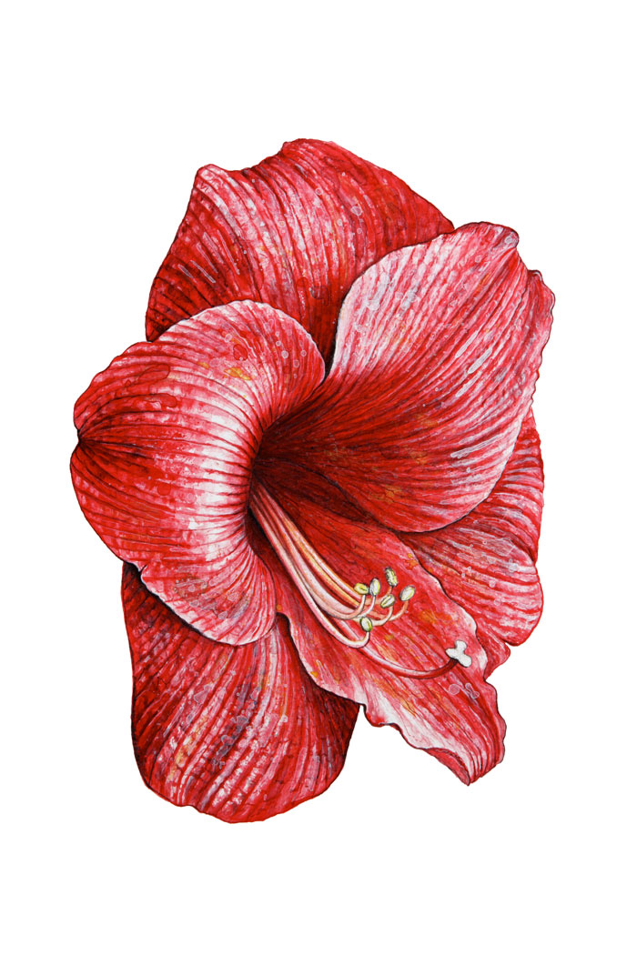 Red Flower