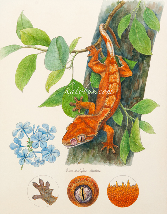 Rhacodactylus_ciliatus_800